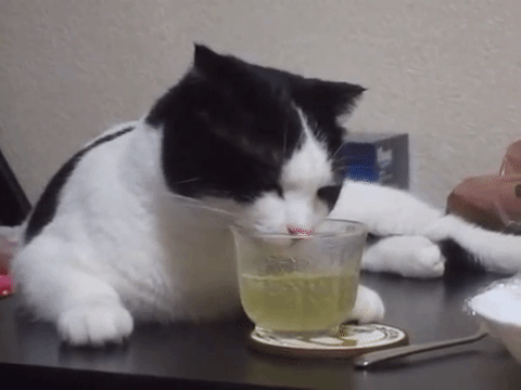 cat-driking-tea